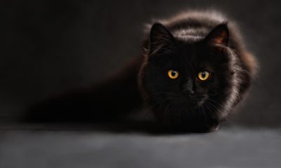 三种不同品牌猫砂产品并排放置，从左到右为豆腐猫砂、膨润土猫砂与水晶猫砂，测评对比场景清晰直观