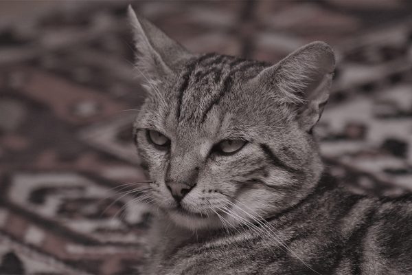 兽医在明亮诊室里温柔检查一只虎纹猫的耳朵，猫咪平静配合，画面体现专业宠物医疗场景与健康管理