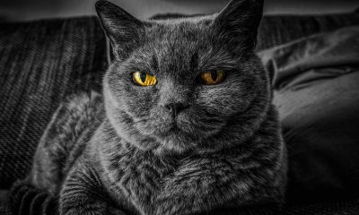 圆脸蓝灰色英国短毛猫坐在窗台上，阳光从侧面照亮毛发，神情淡定从容，背景是城市模糊景色
