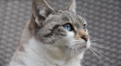 多款猫粮产品在测评台上排列，猫酷编辑用量杯称量对比，背景有记录表格，体现严谨的好物测评流程