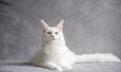 多款猫粮产品袋整齐摆放在白色台面上，猫酷测评编辑手持放大镜查看配料标签，背景简洁专业