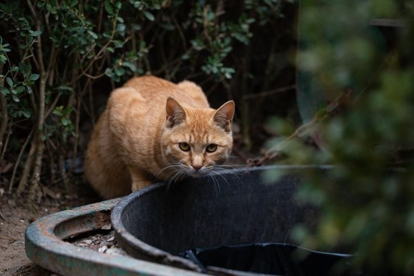 深紫色背景下，橘白色猫咪趴在木质书架上，阳光从侧面打进来，画面温暖而专注，呼应猫酷知识平台的氛围