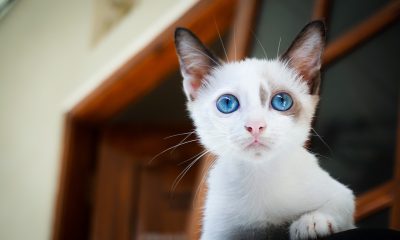 猫咪正在使用自动循环饮水机喝水，水流清澈，猫咪专注低头饮水，背景为家居厨房场景