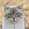 猫酷动物行为学顾问陈明远，戴眼镜学者形象，手持记录板，背景为猫咪行为观察室