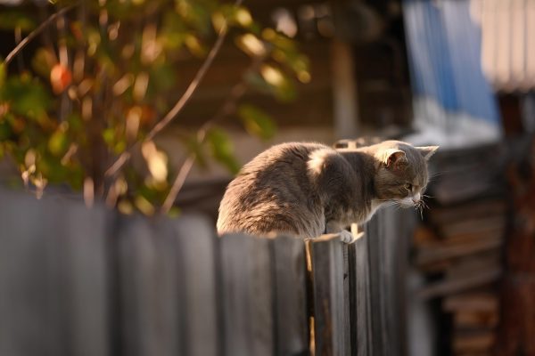 猫酷平台编辑在明亮的工作台前对照兽医资料整理猫咪养护内容，桌上有猫咪相关书籍和笔记本，画面专业有温度