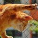 猫酷用户阿峰的头像，男性用户侧脸，背景有猫咪爬架，体现养猫男性用户群体