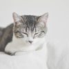 猫酷资深测评编辑苏然，手持猫粮产品对着光线查看成分，神情认真专注，体现测评严谨态度