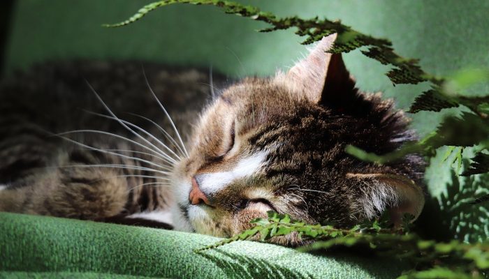 铲屎官在家中用逗猫棒与活泼的虎斑猫互动游戏，猫咪跃起抓棒，画面充满动感与生活温度，体现猫酷社区真实养猫场景